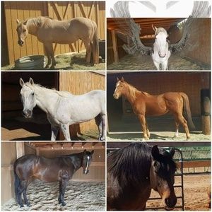 Meet your Posher, Joyce